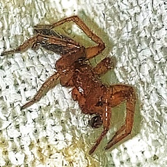 Gnaphosa sericata