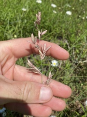 Eragrostis secundiflora