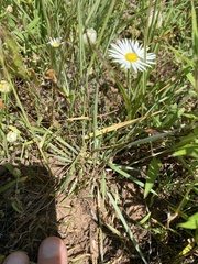 Eragrostis secundiflora
