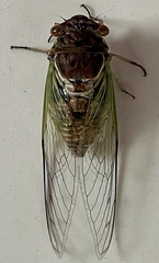 Diceroprocta ornea