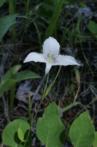 Image of Calochortus lyallii by (c) Joseph Rojas, some rights reserved (CC BY)