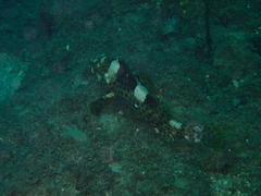 Epinephelus maculatus