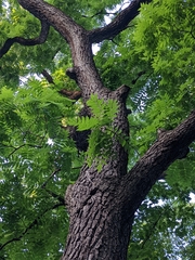 Juglans nigra