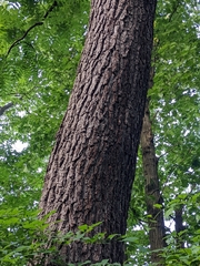 Juglans nigra