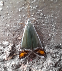 Pterygota