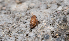 Anoscopus albifrons