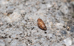 Anoscopus albifrons