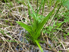 Platanthera dilatata