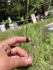 Chrysochus cobaltinus