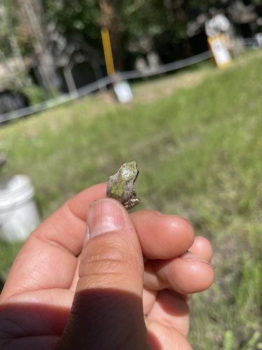 iNaturalist observation photo of Pacific chorus frog