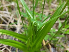 Platanthera dilatata