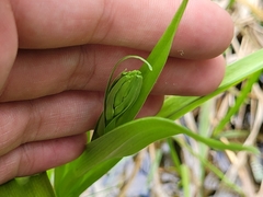 Platanthera dilatata