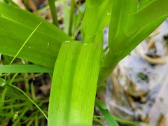 Platanthera dilatata