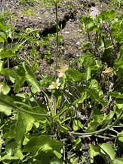 Caltha biflora