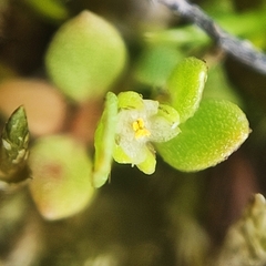Lysimachia minima