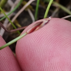 Eleocharis quinqueflora