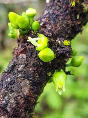 Melicope clusiifolia