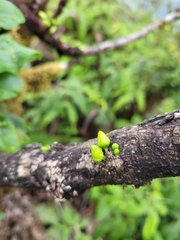 Melicope clusiifolia
