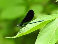 Calopteryx maculata