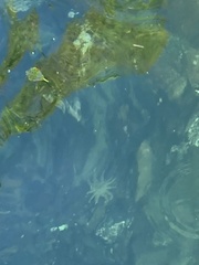 Pycnopodia helianthoides