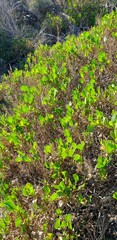 Scaevola crassifolia