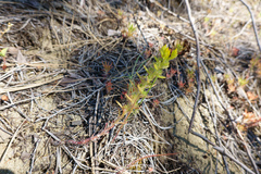 Sedum stenopetalum