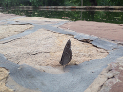 Hipparchia parisatis