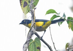 Anisognathus melanogenys