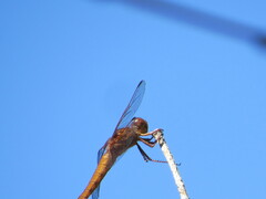 Libellula croceipennis