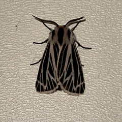 Apantesis virguncula