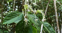 Clerodendrum longiflorum glabrum