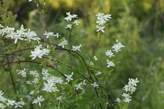 Clematis terniflora mandshurica
