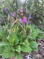 Primula frigida
