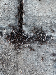 Pogonomyrmex rugosus