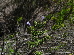 Clinopodium chilense