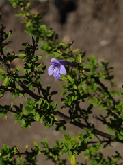 Clinopodium chilense