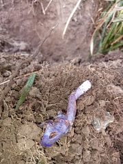 Cortinarius coneae