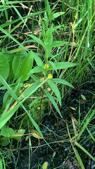 Lysimachia thyrsiflora