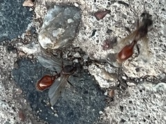 Pogonomyrmex rugosus