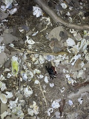 Neosarmatium indicum