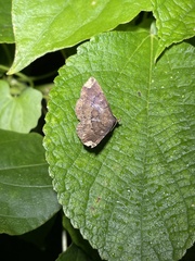 Adrapsa quadrilinealis