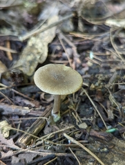 Entoloma caccabus