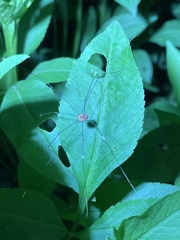 Pseudogagrella splendens