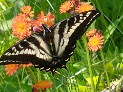 Papilio eurymedon