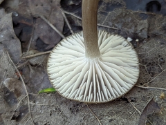 Entoloma caccabus