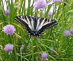 Papilio eurymedon