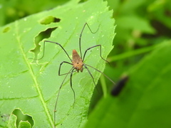 Leiobunum calcar