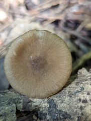 Entoloma caccabus