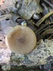 Entoloma caccabus