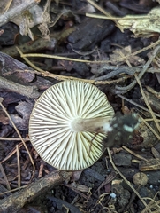 Entoloma caccabus